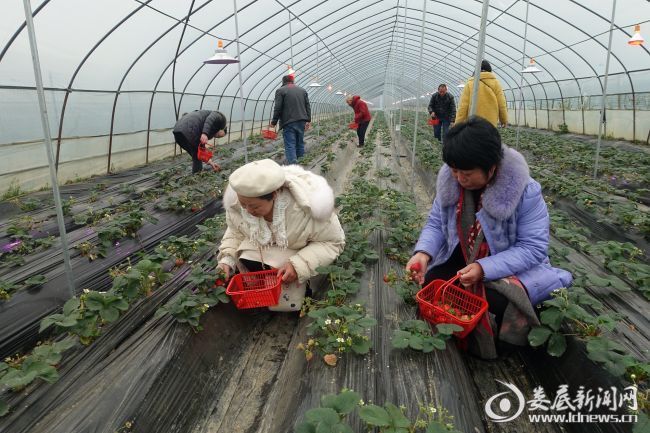 雙峰：生物活性炭基有機(jī)肥使用試點(diǎn)成功