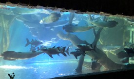 活性炭在水族館中可用多長時間？